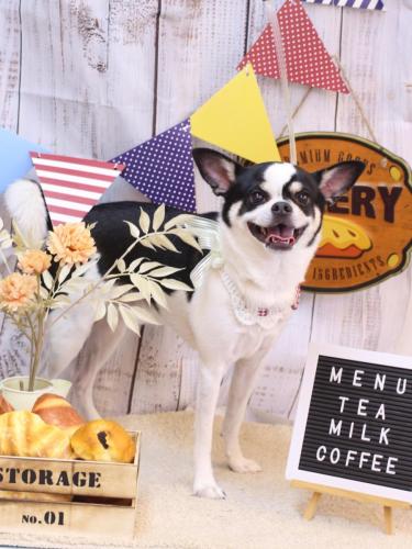 20240924がんもくん